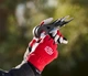 Высоторез-веткорез Felco 290/Фелко 290 телескопический 170-270 см - изображение 4