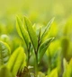 Чай Ті Гуань Інь (Tie Guan Yin) — 100 г, преміальний улун - зображення 4