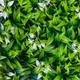 Фитомодуль искусственный Белое цветение, 40*60 cм - изображение 5