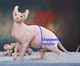 Флисовая кофта для котов (кошек) Зефир S Коричневый - изображение 11