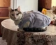 Флисовая кофта для котов (кошек) Happy 2XL Голубой - изображение 6