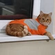Спортивная флисовая кофта для котов (кошек) Тревел XS Оранжевый - изображение 3