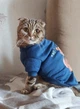 Толстовка для котов (кошек) Тедди XS Синий - изображение 5