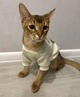 Толстовка для котов (кошек) Тедди XS Белый - изображение 6