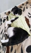 Флисовая кофта для котов (кошек) Happy S Салатовый - изображение 6