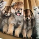 Платье Molo Casie Warm Fluffiness, цвет горчичный, размер 110/116 (2W25E218.9606) - изображение 3