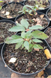 Гортензія волотиста Фрайз Мельба (Hydrangea paniculata Fraise Melba) С2 - зображення 4