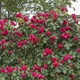 Саженцы Яскрава Роза плетистая Ред Эден Роуз (Red Eden Rose) (59580) - изображение 3