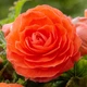 Клубни Яскрава Бегония New Star Orange (42961) (1шт) - изображение 2