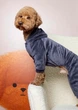 Костюм велюровый Кураж графит Dogs Bomba D-241/7 - изображение 2