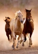 Пазл Clementoni: High Quality Collection — Running Horses / Бегущие кони (1000 элементов) — 39771 - изображение 2
