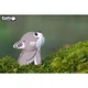 Сборная 3D модель Eugy Зоопарк Волк (XEG-040) - изображение 8