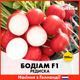 Редиска Rijk Zwaan Бодіам F1, 200 шт - зображення 2