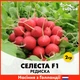 Голландские семена Beste Kern Редис Селеста F1 3 гр - изображение 2