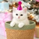 Колпак с помпоном для животных Малиновый 8,9 х 7,6 см Podarkus DK034-M - изображение 1