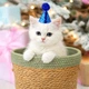 Колпак с помпоном для животных Синий 8,9 х 7,6 см Podarkus DK034-DB 8,9 х 7,6 см - изображение 1