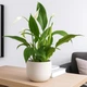 Cубстрат для Спатифілума (Spathiphyllum) 3л - зображення 4