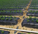 Пленка SHD 30 мкм 1м*10 м Пленка SHD для мульчирования грунта с перфорацией Shadow - изображение 7