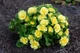 Примула "Belarina 'Buttercup Yellow" - изображение 2
