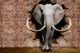 Фотообои флизелиновые Print-walls 3D слон 077 400×250 см (Ш×В) - изображение 4