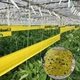 Липка стрічка ловчий пояс для дерев 4.5 м, ширина 10 см, клейова пастка від садових шкідників, жовта - зображення 8