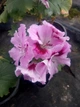 Королевская пеларгония Aristo Orchid, взрослое цветущее растение - изображение 4