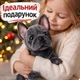 Мягкая игрушка собака французский бульдог реалистичная плюшевая собачка как живая для детей мальчиков девочек взрослых антистресс подарок 22 см серый - изображение 2