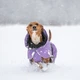 Світловідбиваюча зимова куртка для собак на FIR-підкладці PAIKKA Visibility Winter Jacket Lilac 35 - зображення 8