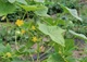 Сітка шпалерна полімерна AgroStar для огірків/рослин/маскування 1,7х15 м Зелений - зображення 3