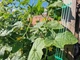 Сітка шпалерна полімерна AgroStar для огірків/рослин/маскування 1,7х15 м Зелений - зображення 13