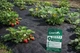 Агроволокно черное Greentex R50 3,2×10 м мульчировочное для защиты почвы и растений от сорняков - изображение 10