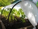 Теплица-мини Agro 8 м 50 г/м2 для ранней рассады и защиты от заморозков - изображение 12