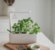 Гроубокс Click and Grow стартовый белый 31,5см (7205 SG3) - изображение 11