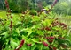 Семена клубничного шпината (Chenopodium Capitatum),вкусные и универсальные, 20 шт - изображение 4