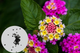 Семена Лантана сводчатая (Lantana camara), смесь цветов, 10 штук - изображение 1