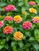 Семена Лантана сводчатая (Lantana camara), смесь цветов, 10 штук - изображение 3