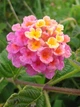 Семена Лантана сводчатая (Lantana camara), смесь цветов, 10 штук - изображение 4