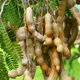 Семена Тамаринд (Индийский финик) Tamarindus Indica, 2 шт. - изображение 1
