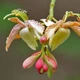 Семена Тамаринд (Индийский финик) Tamarindus Indica, 2 шт. - изображение 3