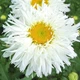 Ромашка "Crazy Daisy" - изображение 1