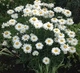 Ромашка "Crazy Daisy" - изображение 2