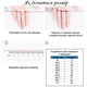 Кольцо Хеллоу Китти 1 Санрио Hello Kitty Sanrio Нержавеющая сталь - изображение 2