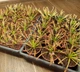 Рослина Росянка Капська Альба Drosera Capensis Alba рослина в горщику - изображение 9