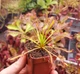 Рослина Росянка Капська Capensis в горщику - изображение 5