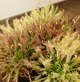 Рослина Росянка Капська Альба Drosera Capensis Alba рослина в горщику - изображение 8