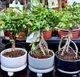 Бонсай Zelkova Вʼяз в кераміці (12/30-35) - изображение 2