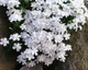 Флокс шилоподібний Білий White Delight (білий) Р9, 2-річний саджанець, ґрунтопокривний - зображення 1