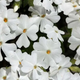Флокс шилоподібний Білий White Delight (білий) Р9, 2-річний саджанець, ґрунтопокривний - зображення 2