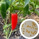 Перец Халапеньо семена 0,25 гр. (прибл 40 шт) халапеньйо красный (Jalapeno red) острый чили до 8,000 SHU - изображение 1