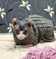 Свитер для котов (кошек) Косичка M Серый - изображение 4